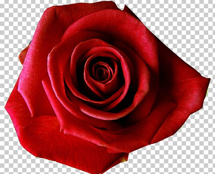 Rose Flower Preservation Desktop Red PNG, Clipart, Beautiful, China Rose, Closeup, Color, Cut Flowers Free PNG Download
