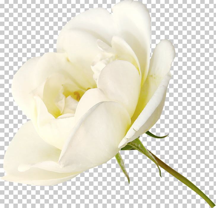 Rose White PNG, Clipart, Adobe Illustrator, Background White, Black White, Cut Flowers, Encapsulated Postscript Free PNG Download