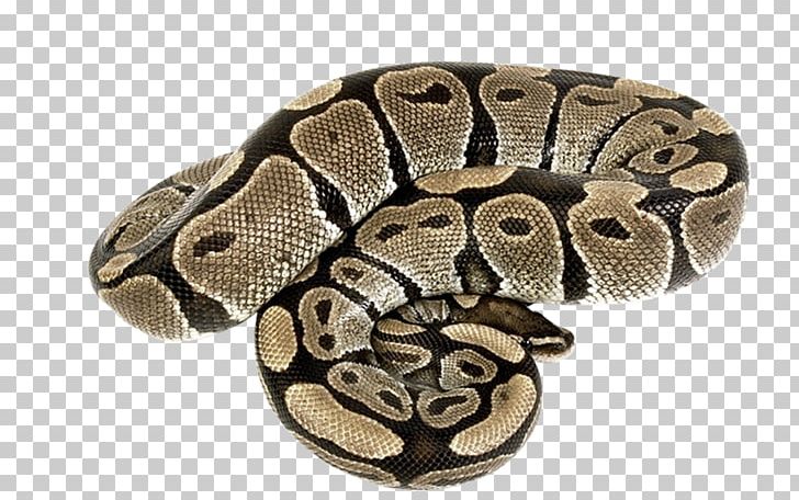 Boa Constrictor Rattlesnake Reptile Kingsnakes PNG, Clipart, Animal, Animals, Boa Constrictor, Boas, Kingsnake Free PNG Download