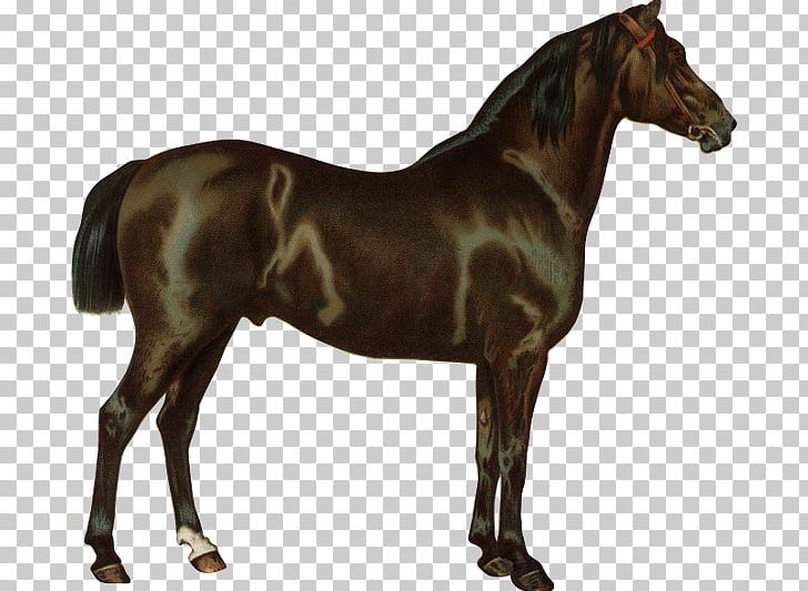 Criollo Thoroughbred Arabian Horse Pony Horse Breed PNG, Clipart, Animal, Arabian Horse, Breed, Bridle, Coach Free PNG Download