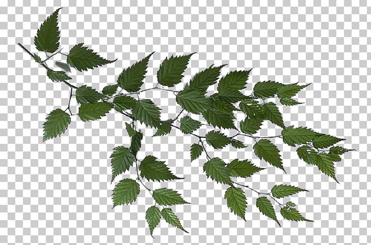 Branch Leaf Tree PNG, Clipart, Branch, Desktop Wallpaper, Download, Flowering Plant, Leaf Free PNG Download