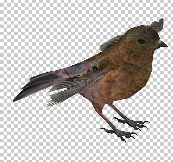 Common Nightingale Finch American Sparrows Fauna Beak PNG, Clipart, American Sparrows, Animals, Beak, Bird, Common Nightingale Free PNG Download