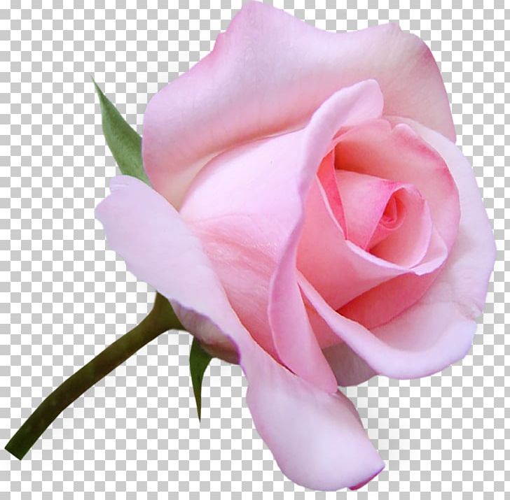 Flower Garden Roses PNG, Clipart, Beautiful Trauma, China Rose, Cut Flowers, Floribunda, Flower Free PNG Download