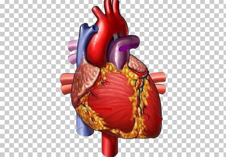 Medicine Heart Medical Illustration Circulatory System PNG, Clipart, Art, Cardiovascular Disease, Circulatory System, Giclee, Health Free PNG Download