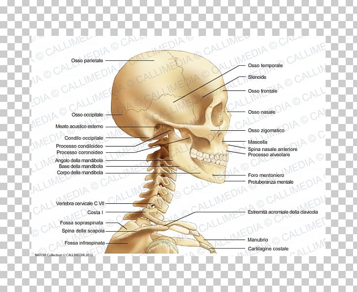 Neck Bone Anatomy Head Human Skull PNG, Clipart, 360 ...