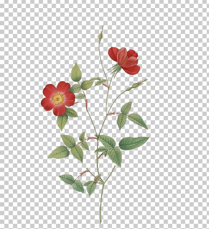 Rosa Acicularis Botanical Illustration Paper Rosa Palustris Printing PNG, Clipart, Botany, Branch, Bud, Canvas, Canvas Print Free PNG Download