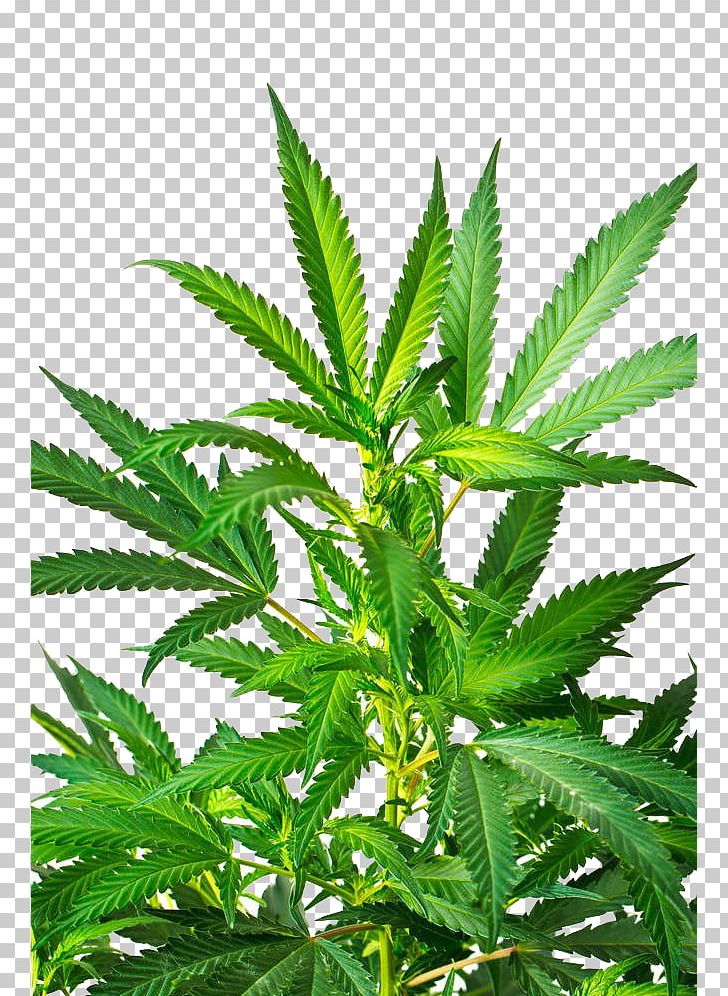 Cannabis Sativa Marijuana Stock Photography PNG, Clipart, Amsterdam, Big, Cannabis, Cannabis Leaves, Cannabis Sativa Free PNG Download
