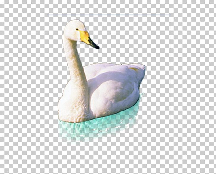 Cygnini Duck Pelican PNG, Clipart, Adobe Illustrator, Animals, Beak, Bird, Black Swan Free PNG Download