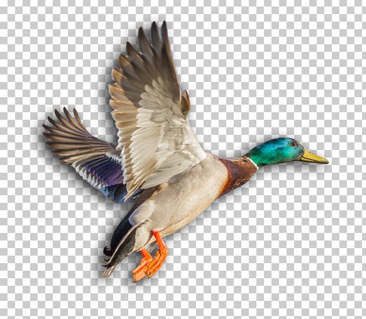 Mallard Duck Beak PNG, Clipart, Animals, Beak, Bird, Bird Of Prey, Duck Free PNG Download