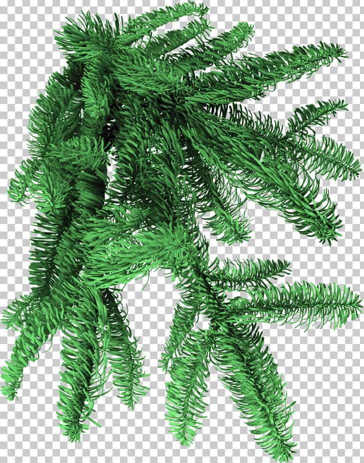 Spruce PhotoFiltre PNG, Clipart, Branch, Clip Art, Conifer, Conifer Cone, Evergreen Free PNG Download