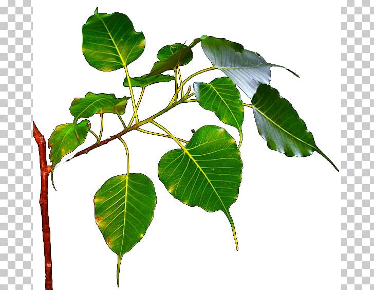 Bodhi Tree Branch Leaf Ficus Religiosa PNG, Clipart, Banyan, Bodhi, Bodhi Leaves, Bodhi Tree, Branch Free PNG Download