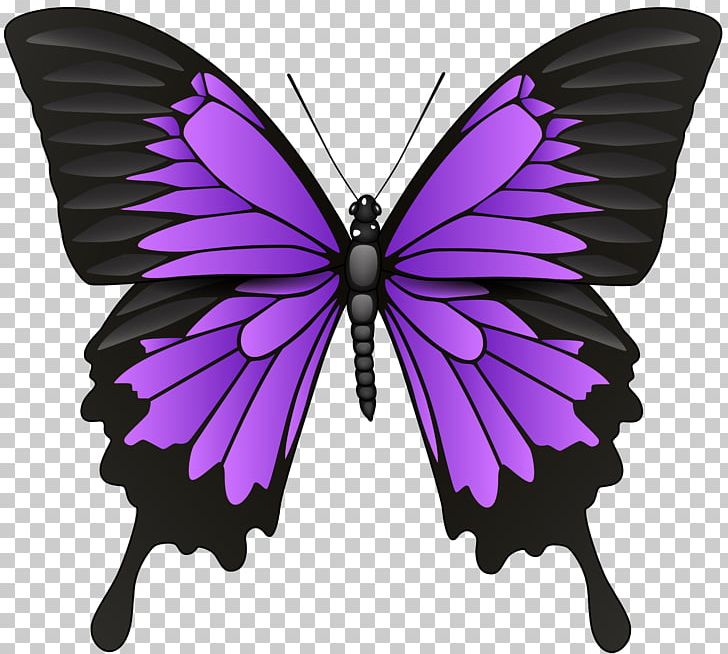 Butterfly Symbol Stock Photography PNG, Clipart, Arthropod, Birdwing, Blue, Brush Footed Butterfly, Butterfly Free PNG Download