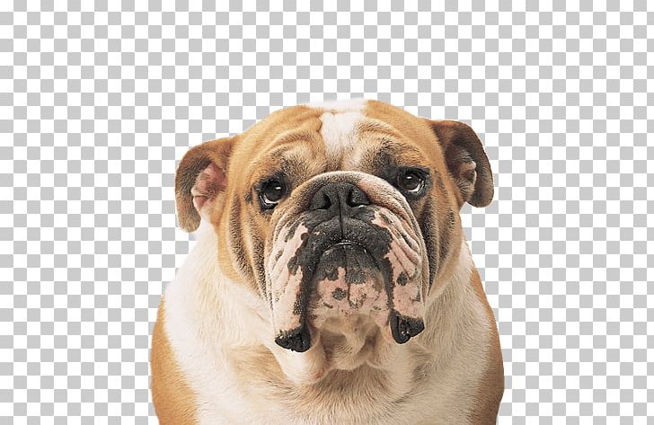 French Bulldog Puppy Chihuahua American Bully PNG, Clipart, American Bully, Animal, Bulldog, Carnivoran, Companion Dog Free PNG Download