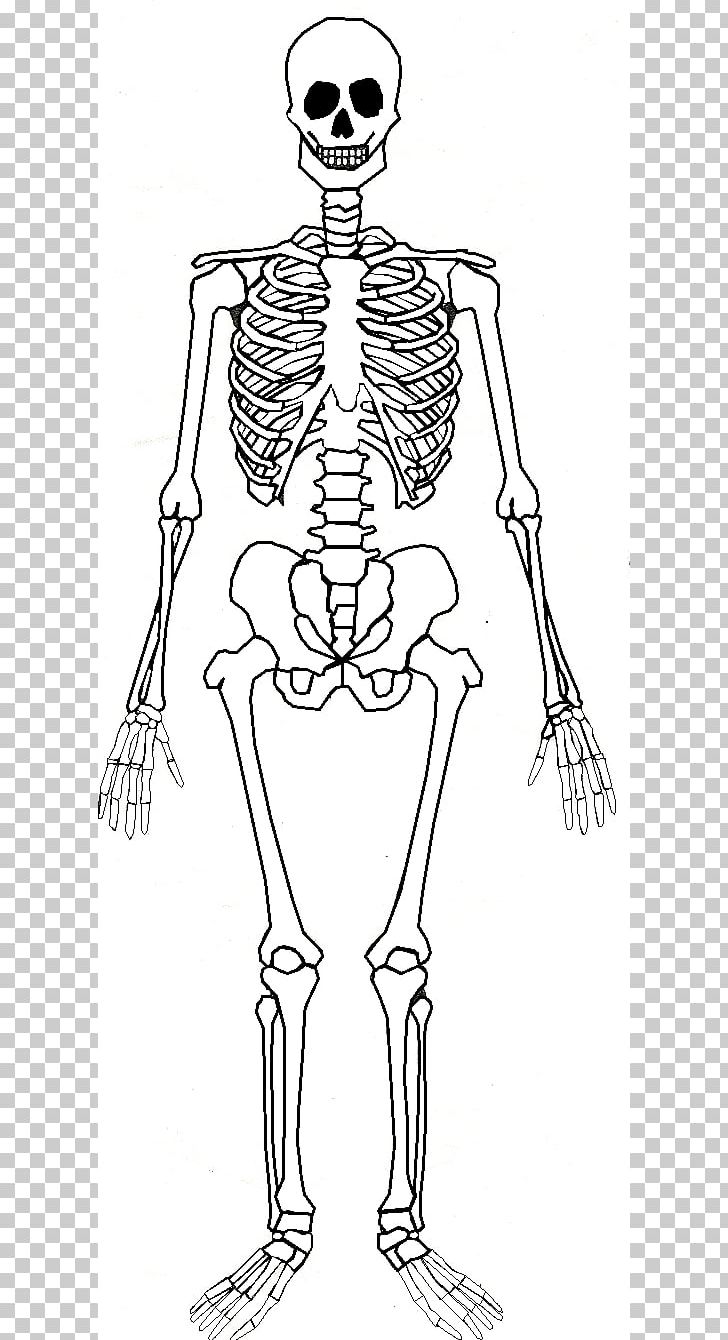 Human Skeleton Human Body Bone Anatomy PNG, Clipart, Arm, Art, Black And White, Clothing, Costume Design Free PNG Download