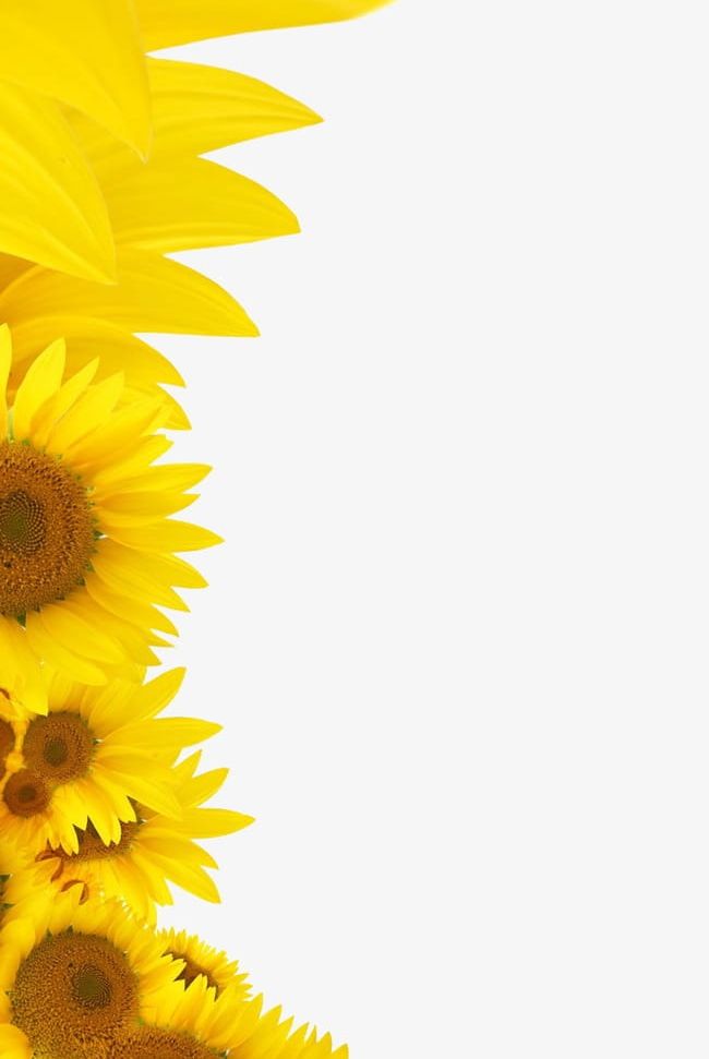 Sunflower PNG, Clipart, Flowers, Plant, Seeds, Sunflower, Sunflower Clipart Free PNG Download