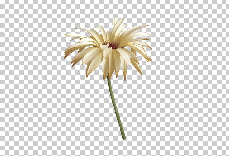 Transvaal Daisy Flower PNG, Clipart, Bud, Chrysanthemum, Chrysanths, Cut Flowers, Daisy Family Free PNG Download