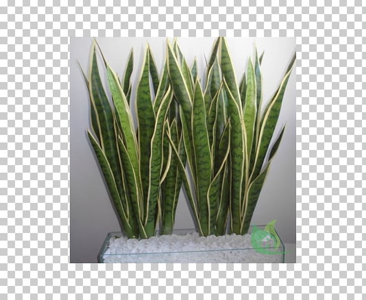 Viper's Bowstring Hemp Plant Rhizome Burknar Sago Palm PNG, Clipart, Aloe, Bromelia, Burknar, Cycas Circinalis, Digitalis Purpurea Free PNG Download