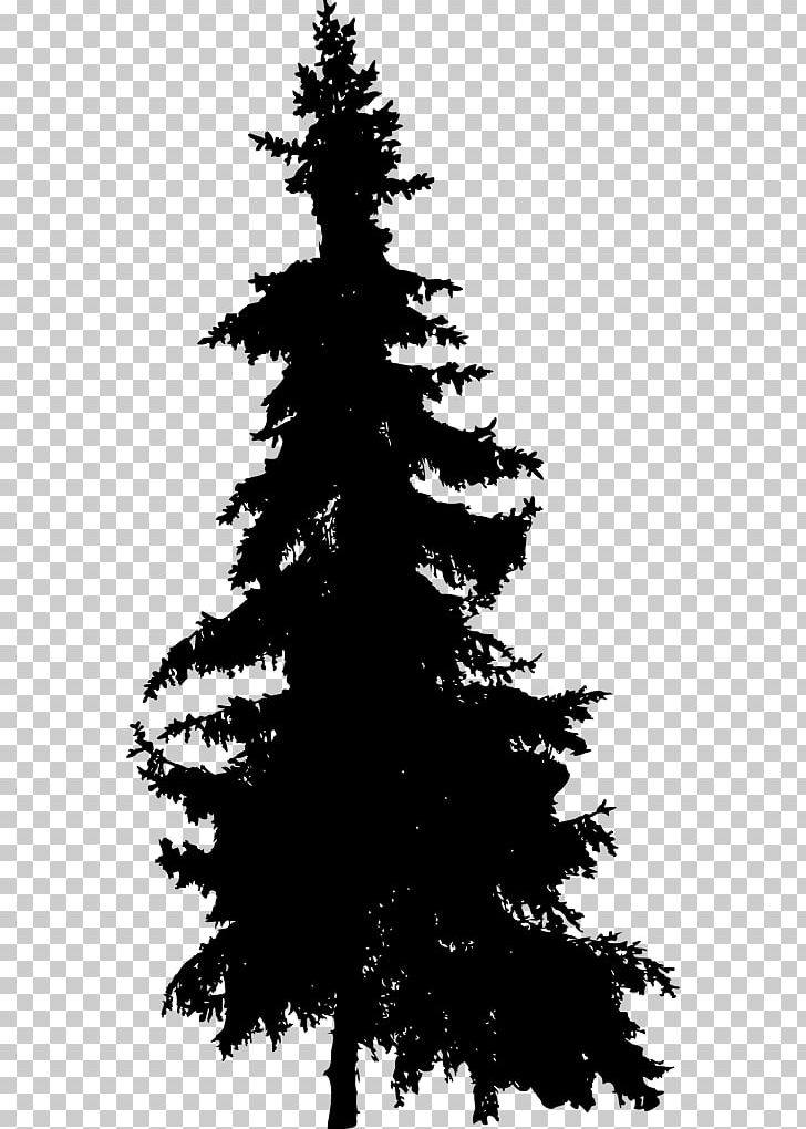 Spruce Pine Fir Tree PNG, Clipart, Black And White, Branch, Christmas Decoration, Christmas Ornament, Christmas Tree Free PNG Download