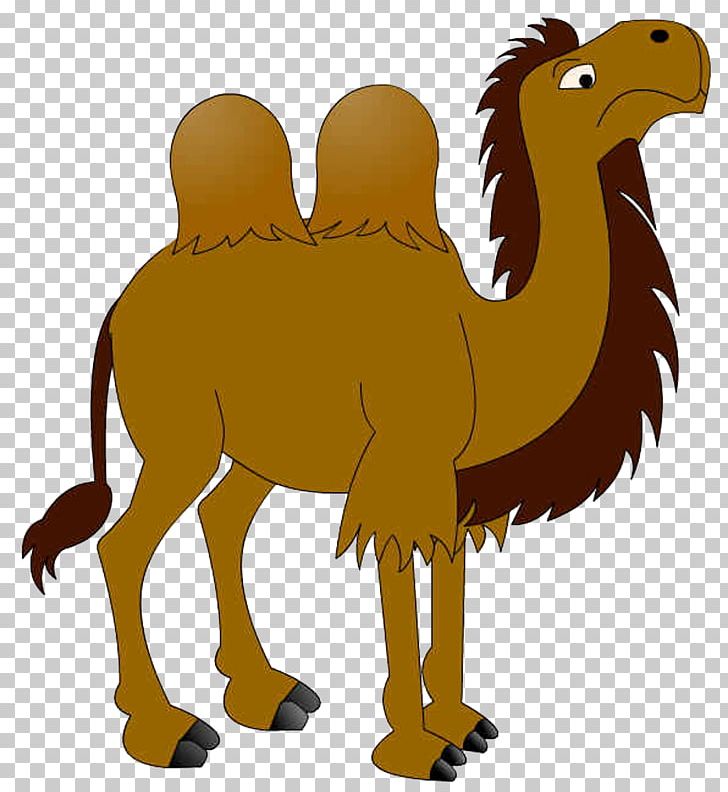 Dromedary Cartoon PNG, Clipart, Animals, Arabian Camel, Art, Camel Like Mammal, Cartoon Free PNG Download