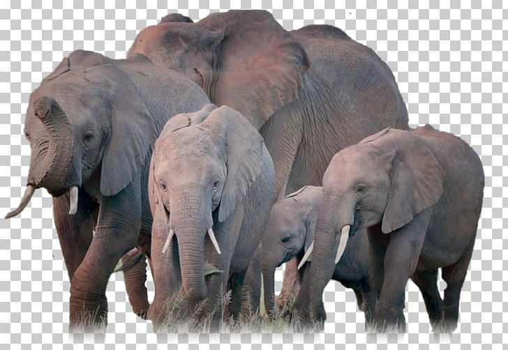 African Elephant Indian Elephant Herd PNG, Clipart, African Elephant, Animal, Animals, Asian Elephant, Elefant Free PNG Download