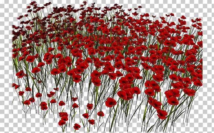Common Poppy Red Portable Network Graphics PNG, Clipart, Common Poppy, Coquelicot, Digital Image, Fleur, Flora Free PNG Download