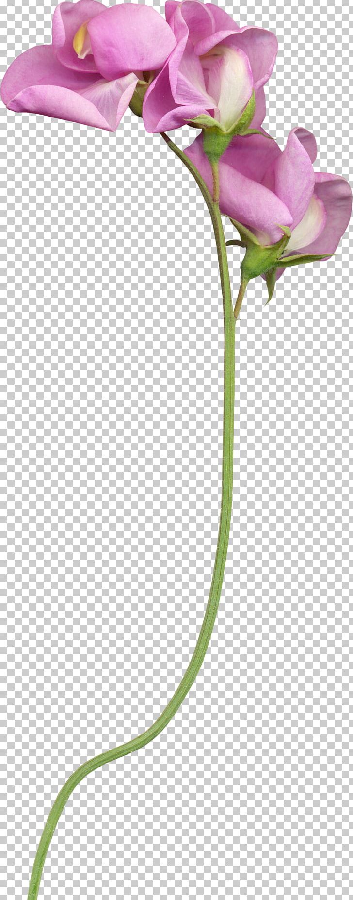 Cut Flowers Kocaeli Province Bud PNG, Clipart, Advertising, Ancient Wind, Bud, Cartoon, Cartoon Decorations Image Free PNG Download