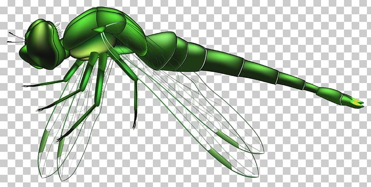 Insect Dragonfly PNG, Clipart, Arthropod, Beneficial Insects, Desktop Wallpaper, Document, Download Free PNG Download