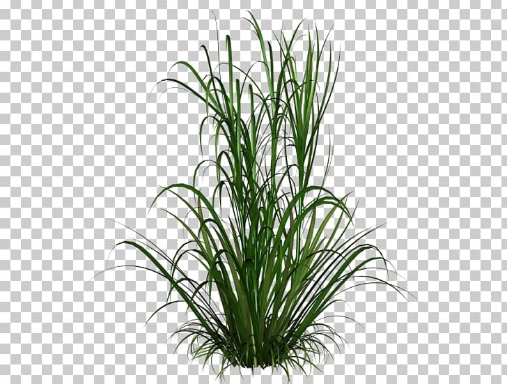 Ornamental Grass Ornamental Plant Chinese Fountain Grass PNG, Clipart, Aquarium Decor, Calamagrostis, Chrysopogon Zizanioides, Cim, Commodity Free PNG Download