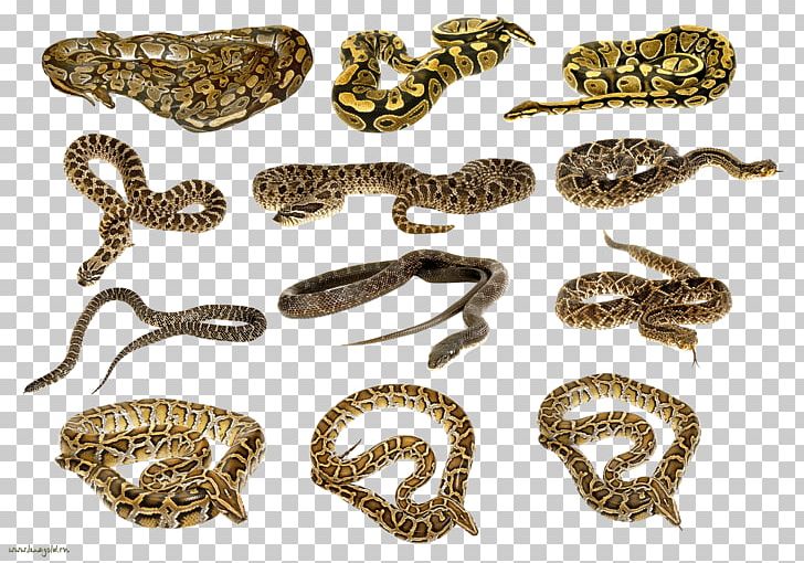 Snake PNG, Clipart, Animals, Body Jewelry, Download, Image File Formats, Organism Free PNG Download