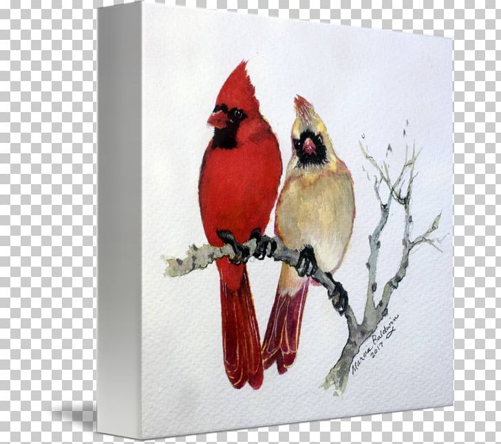 St. Louis Cardinals Northern Cardinal Finches Bird Drawing PNG, Clipart, Animals, Art, Beak, Bird, Canvas Print Free PNG Download