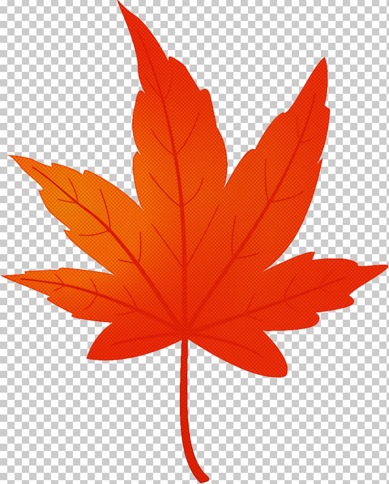 Maple Leaf Autumn Leaf Yellow Leaf PNG, Clipart, Autumn Leaf, Black Maple, Deciduous, Flower, Leaf Free PNG Download