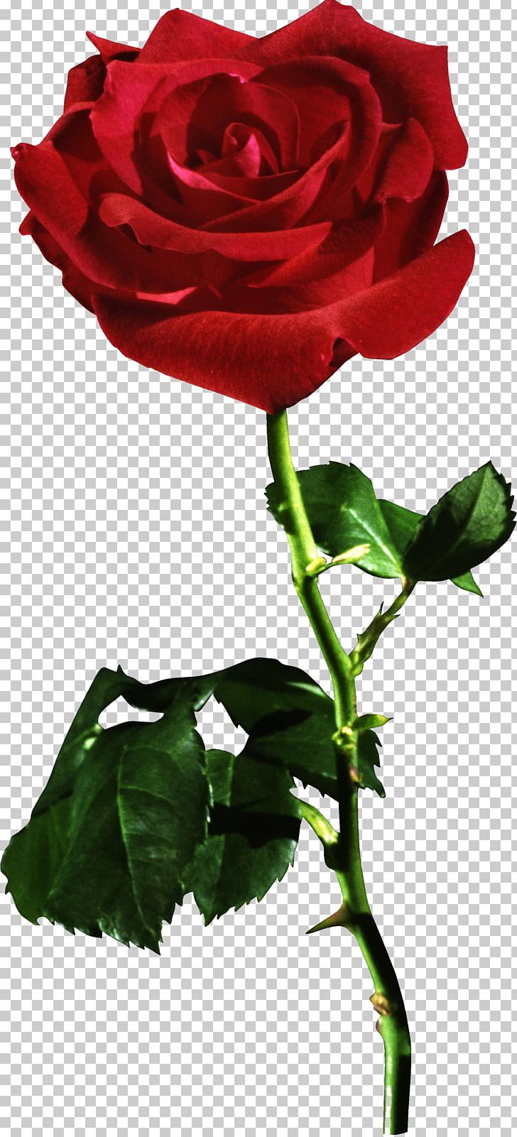Rose Desktop Stock Photography PNG, Clipart, China Rose, Desktop Wallpaper, Floribunda, Floristry, Flower Free PNG Download