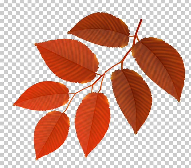 Stock Photography PNG, Clipart, Autumn, Color, Drawing, Graphic Design, Leaf Free PNG Download