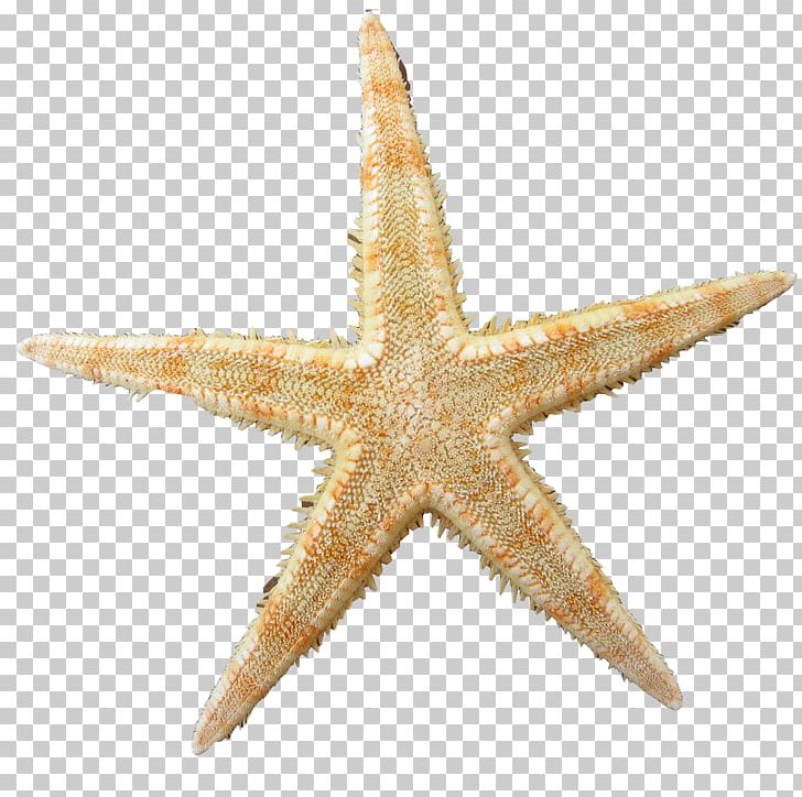 Stock Photography Starfish PNG, Clipart, Desktop Wallpaper, Download ...