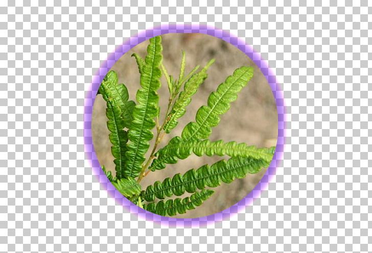Sweetfern Liquidambar Peregrina Plant Shrub PNG, Clipart, Comptonia, English, Fern, Herb, Leaf Free PNG Download
