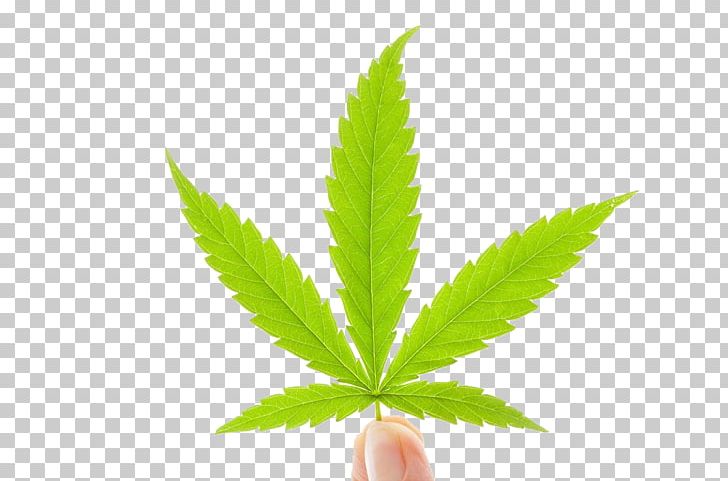 Medical Cannabis Hemp Milk Cannabis Industry PNG, Clipart, Banana Leaves, Care, Drug, Fall Leaves, Fingers Free PNG Download