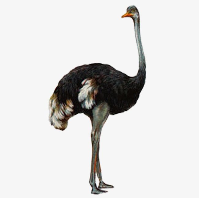 Ostrich PNG, Clipart, Animal, Material, Ostrich, Ostrich Clipart, Ostrich Material Free PNG Download