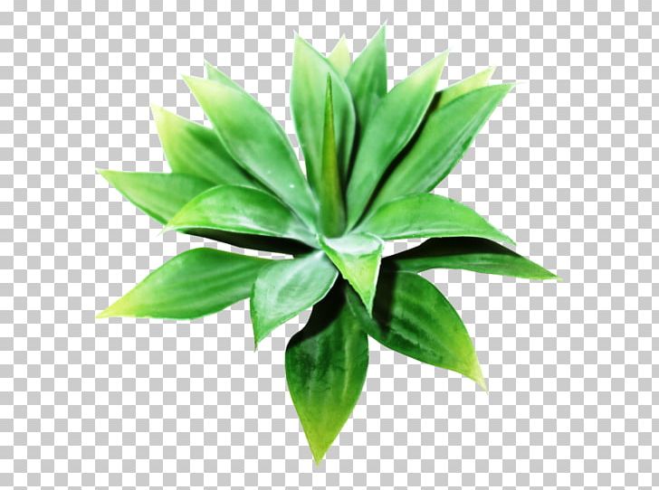 Plant Leaf Agave INAV DBX MSCI AC WORLD SF PNG, Clipart, Agave, Dbx, Food Drinks, Grass, Inav Dbx Msci Ac World Sf Free PNG Download