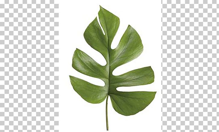 Leaf Swiss Cheese Plant Philodendron Bipinnatifidum Follaje Lucky Bamboo PNG, Clipart, Arum, Cut Flowers, Dracaena, Flower, Follaje Free PNG Download