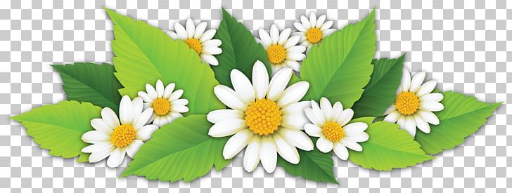 Matricaria Petal Leaf Png Clipart Camomile Cari Common Daisy Daisy Daisy Family Free Png Download