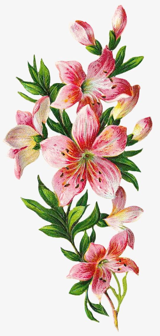 Vintage Floral Botanical PNG, Clipart, Anthography, Botanical Clipart, Decoration, Floral Clipart, Flowers Free PNG Download