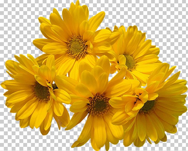 Flower Bouquet Common Daisy Yellow PNG, Clipart, Annual Plant, Blue, Calendula, Chrysanths, Common Daisy Free PNG Download