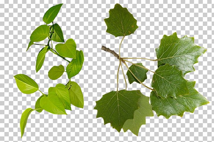 Leaf Euclidean PNG, Clipart, Branch, Encapsulated Postscript, Fall Leaves, Green, Green Leaf Free PNG Download
