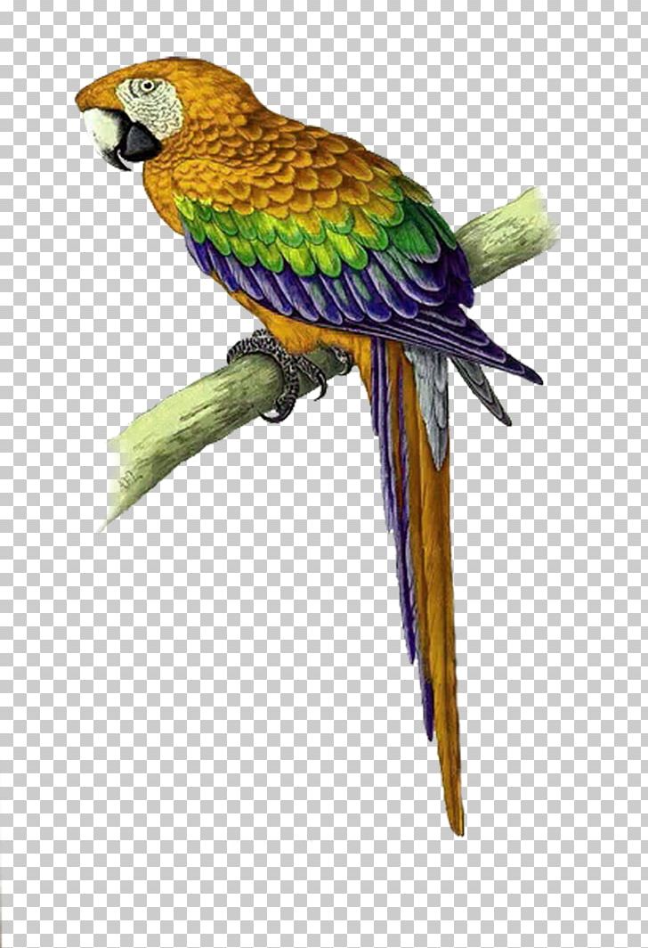 Parrot Bird Cross-stitch Macaw Pattern PNG, Clipart, Animals, Beak, Bird Supply, Blueandyellow Macaw, Christmas Decoration Free PNG Download
