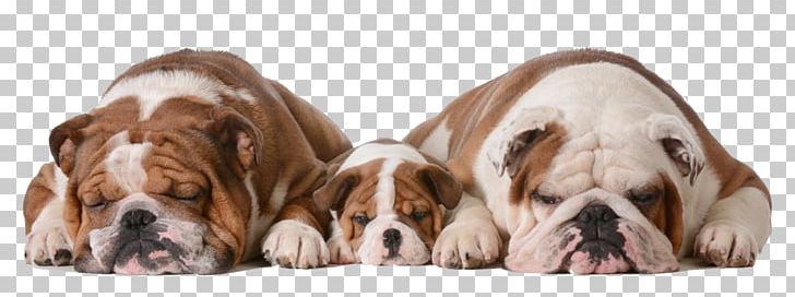 Bulldog Alaskan Malamute Puppy Cuteness PNG, Clipart, Animals, Bulldog, Carnivoran, Companion Dog, Cute Free PNG Download