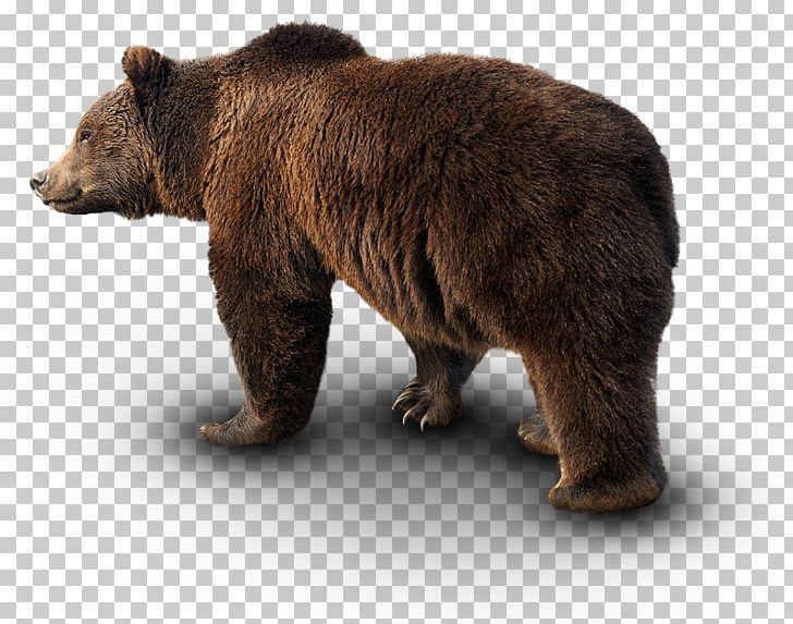 Grizzly Bear American Black Bear Gray Wolf Wild Taiga Finland PNG, Clipart, Alaska Peninsula Brown Bear, American Black Bear, Animal, Animals, Bear Free PNG Download