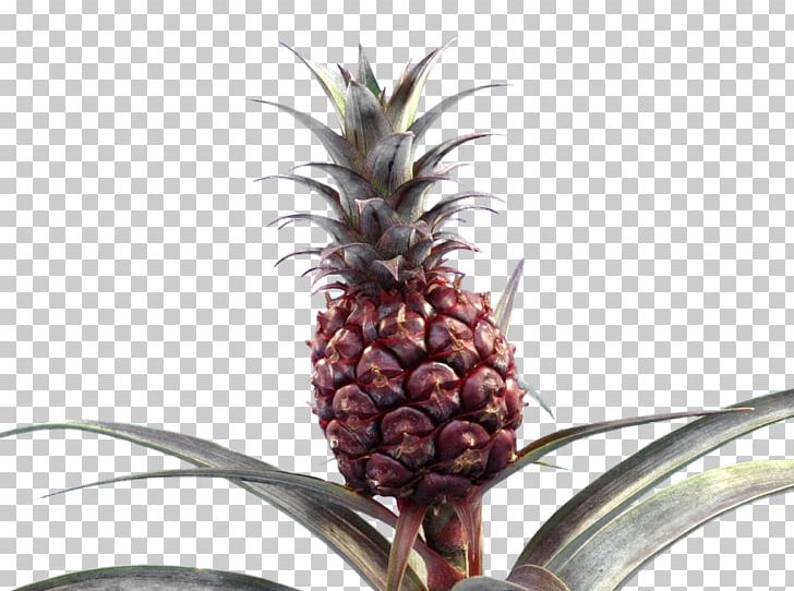Pineapple Bromeliads Embryophyta PNG, Clipart, Ananas, Bromeliaceae, Bromeliads, Embryophyta, Fruit Free PNG Download