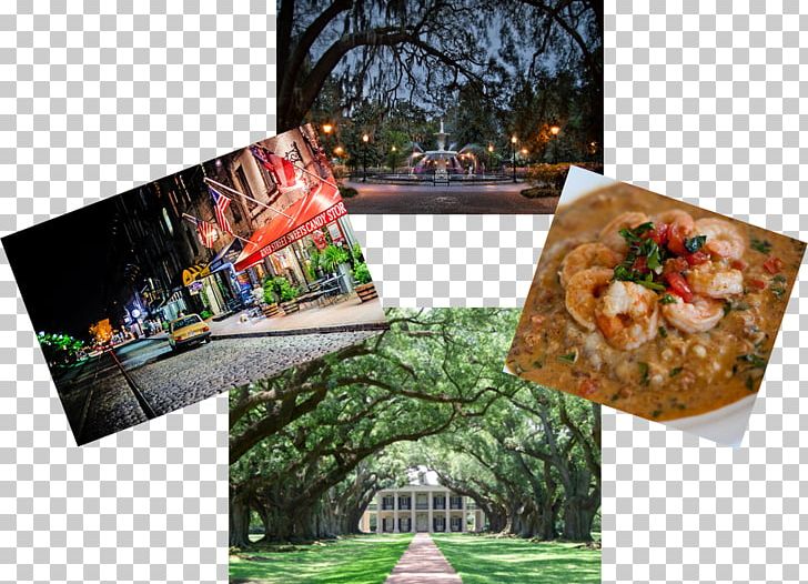 Metamorphoses: Stories She May Tell Oak Alley Plantation PNG, Clipart, Madisonbelle, Metamorphoses, Others, Tree Free PNG Download