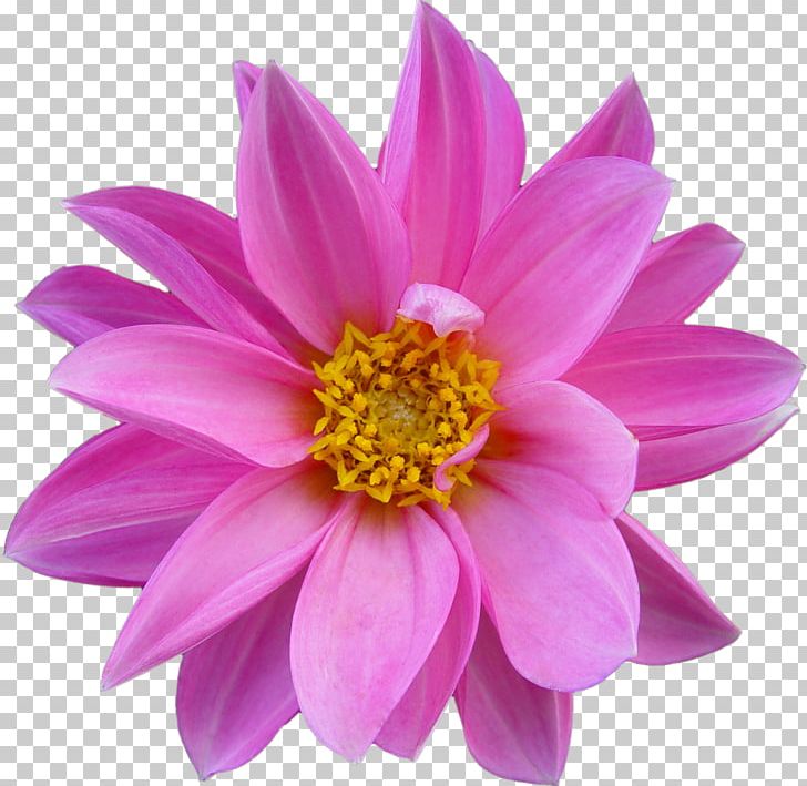 Pink Flowers Nelumbo Nucifera Rose PNG, Clipart, Annual Plant, Aster, Chrysanths, Dahlia, Daisy Family Free PNG Download