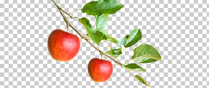 Apple Barbados Cherry Branch Food Fruit PNG, Clipart, Acerola, Acerola Family, Apple, Apple Fruit, Apple Watch Free PNG Download